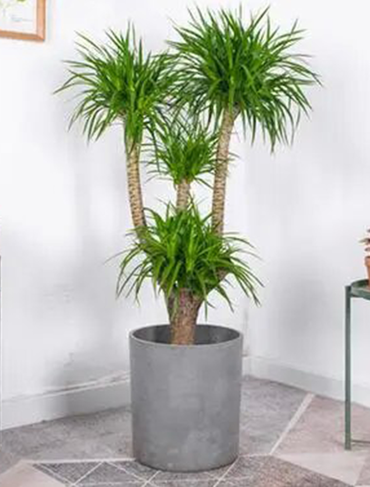 造型龍須樹(shù)